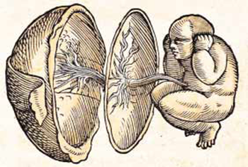 O εξανθρωπισμός του εμβρύου:Jacob Rueff, Μελέτη εμβρύου (1554)